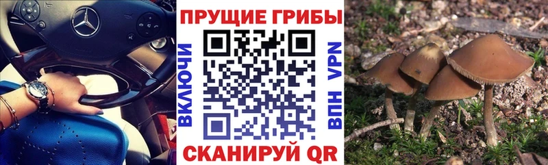 мега рабочий сайт  Гурьевск  Псилоцибиновые грибы прущие грибы 